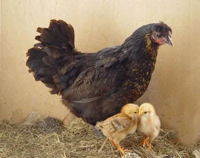 PapaOsoGomez.Net: Una gallina da a luz a un polluelo, sin ...