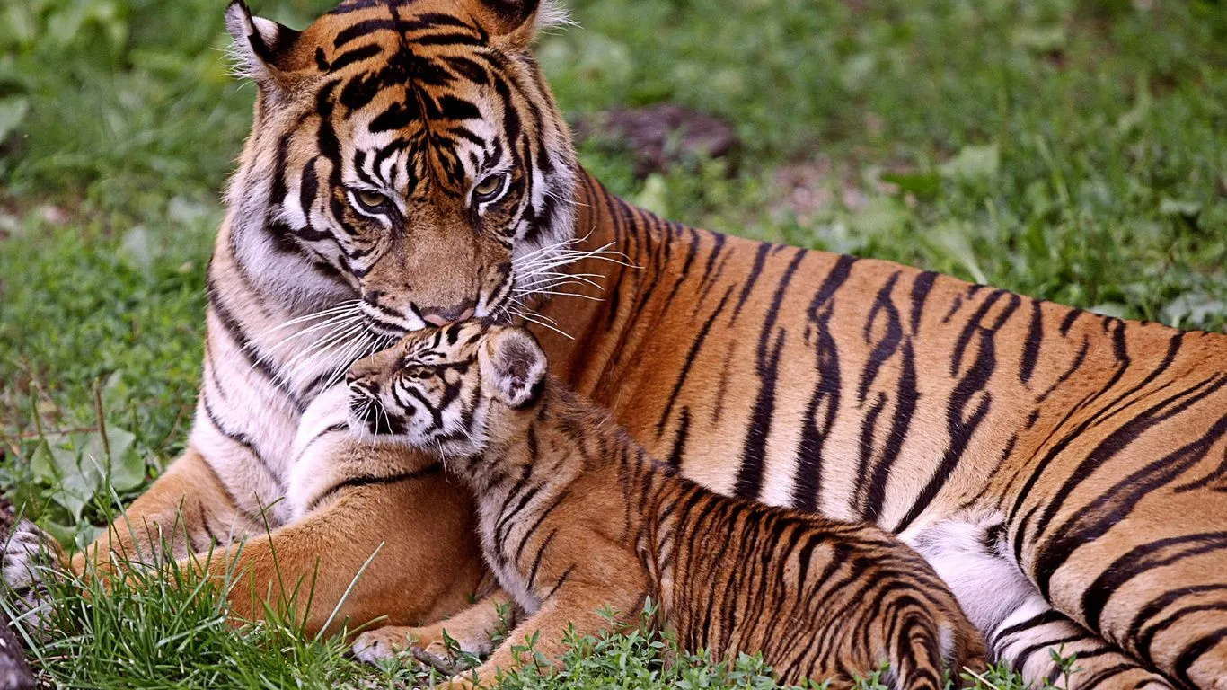 Papéis de parede bebê tigres, mãe, Cub, Tigress, gatinho, gatinho ...