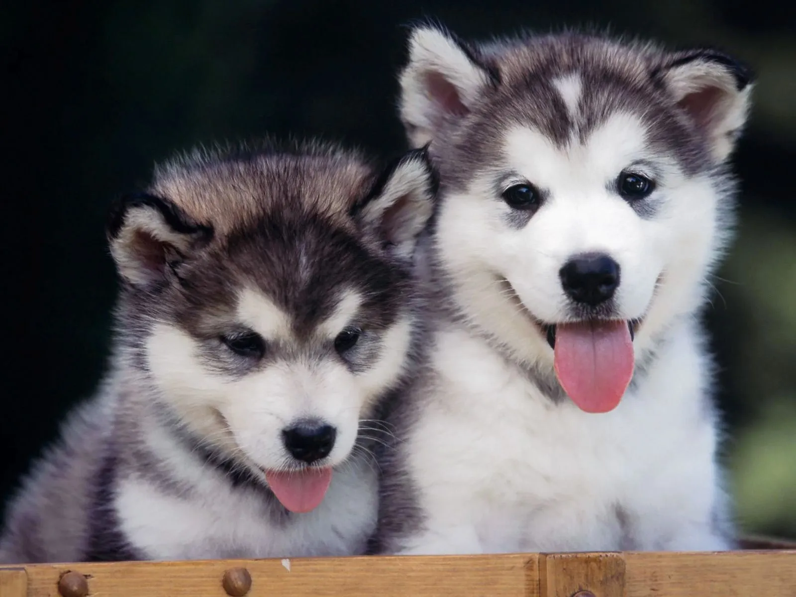 Papéis de Parede Grátis: Filhotes de Husky Siberiano