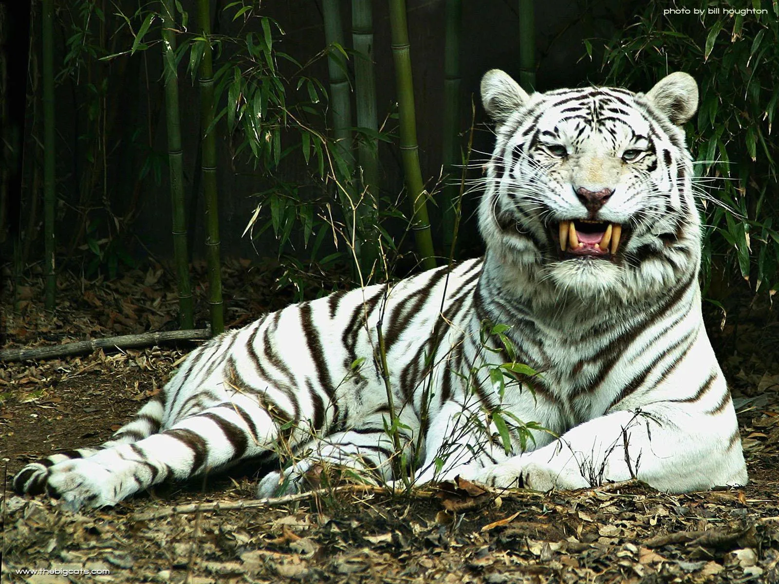 Papel de Parede Tigre Albino na Floresta Wallpaper para Download no ...