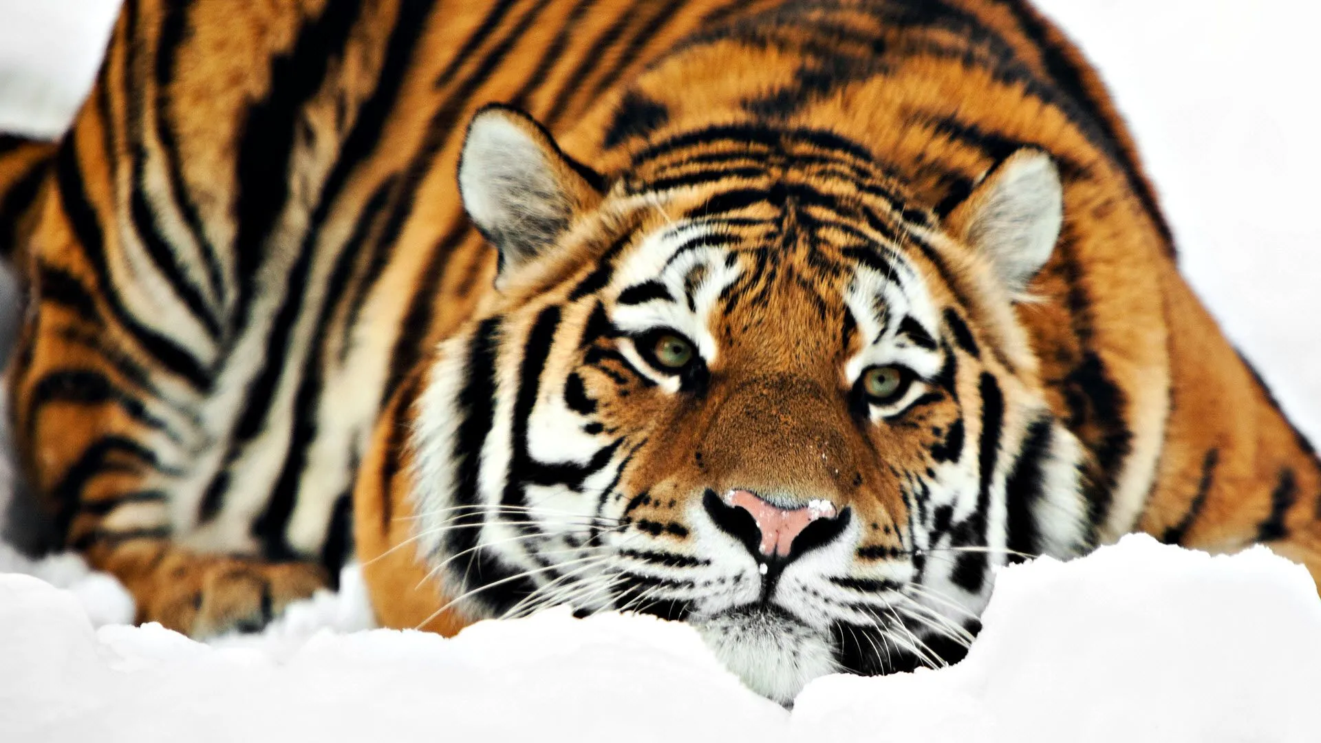 Papel de Parede Tigre Deitado na Neve Wallpaper para Download no ...