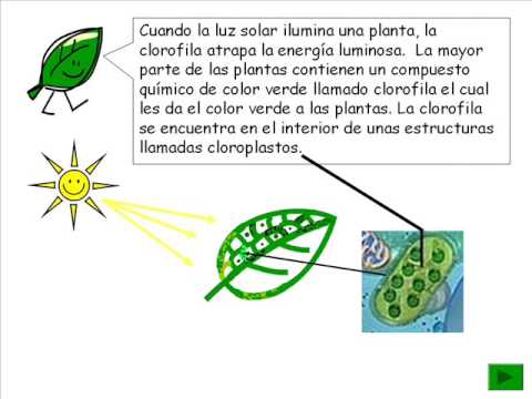 cual es el papel del sol en la fotosintesis? | Yahoo Respuestas