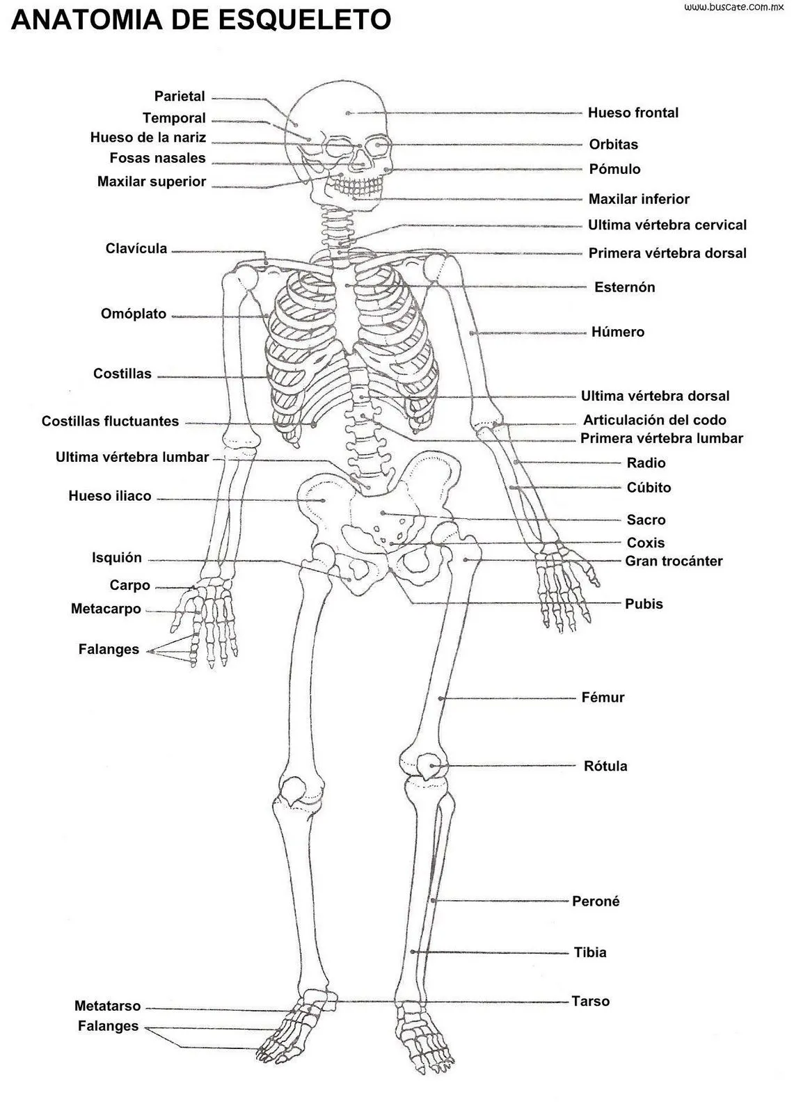 Papelería en casa: Esquemas del esqueleto humano