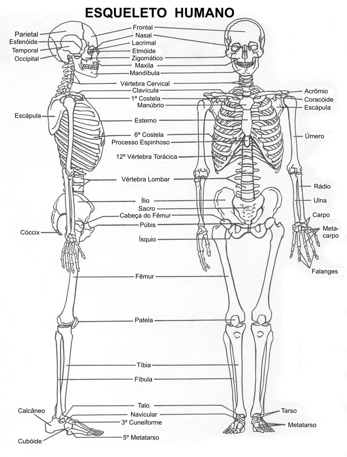 Papelería en casa: Esquemas del esqueleto humano
