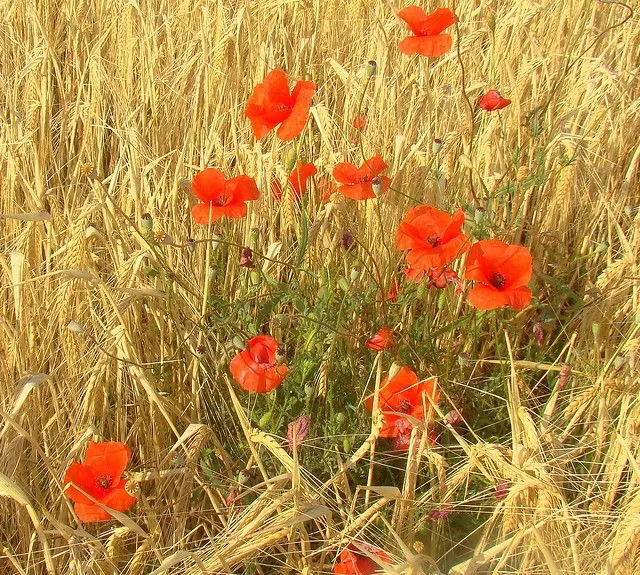 Papolas no campo de trigo | Flickr - Photo Sharing!