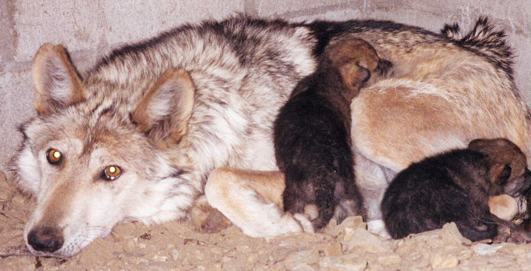  un par de fotos que representan la esperanza de que un dia el lobo ...