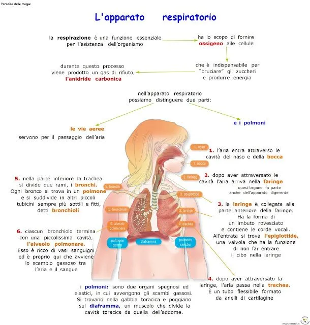 Paradiso delle mappe: L'apparato respiratorio