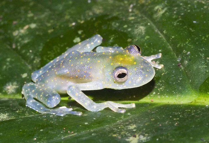 Paraíso Animal: Rana de Cristal