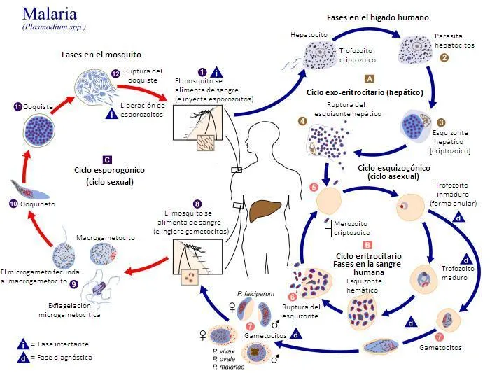 Parasitología Clínica: Plasmodium sp