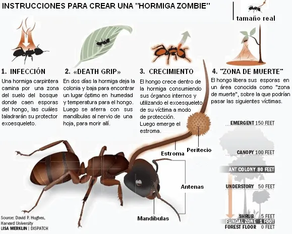 Parásitos (5). ¿Zombies? Pues sí y medio podridos | La Ciencia y ...