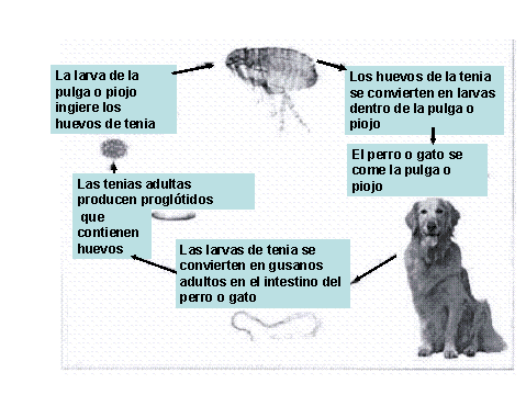 Parásitos intestinales en perros y gatos | MuchoBicho