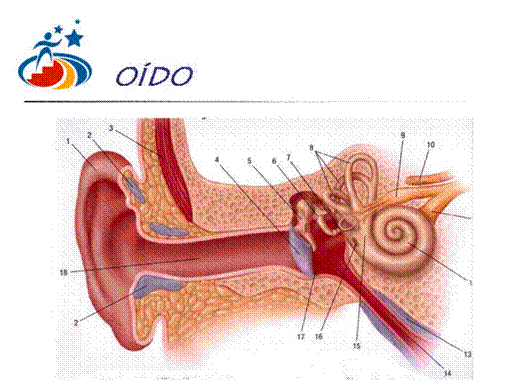 Parcial de Neurología (página 2) - Monografias.com