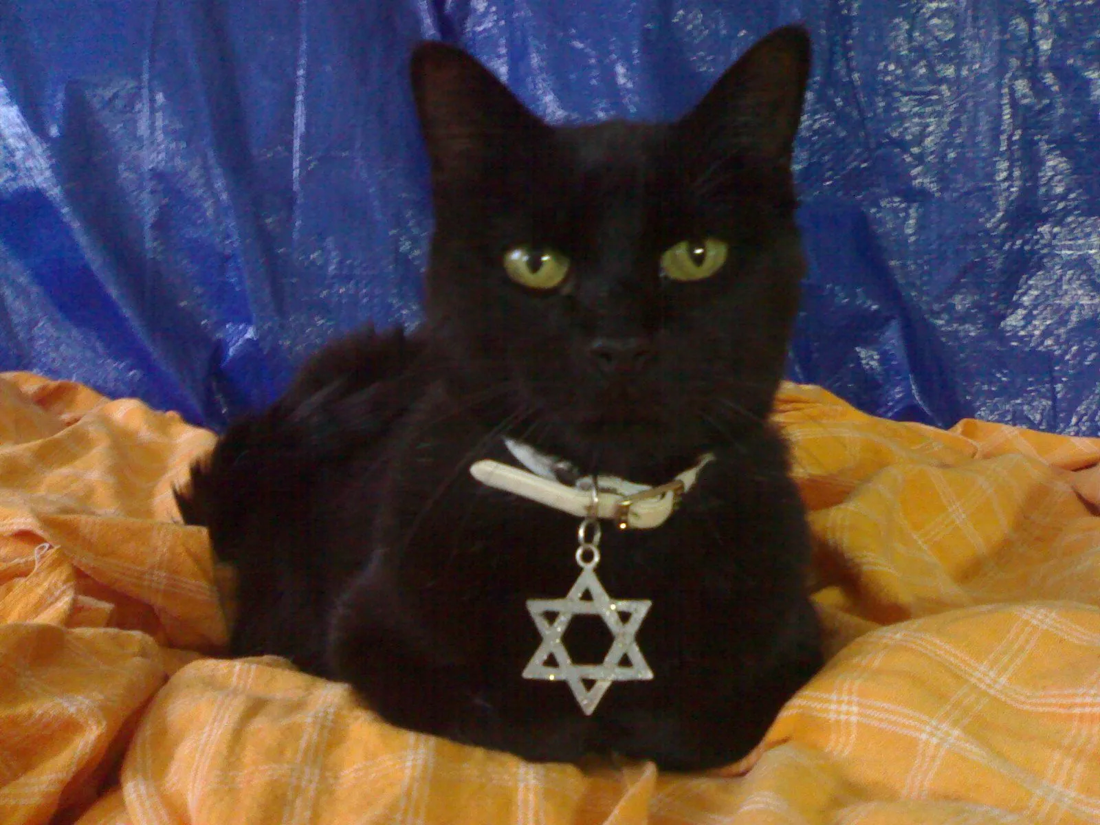 ME PARECIÓ VER UN LINDO GATITO.