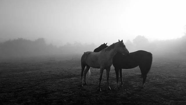 Pareja de caballos en la niebla | Flickr - Photo Sharing!