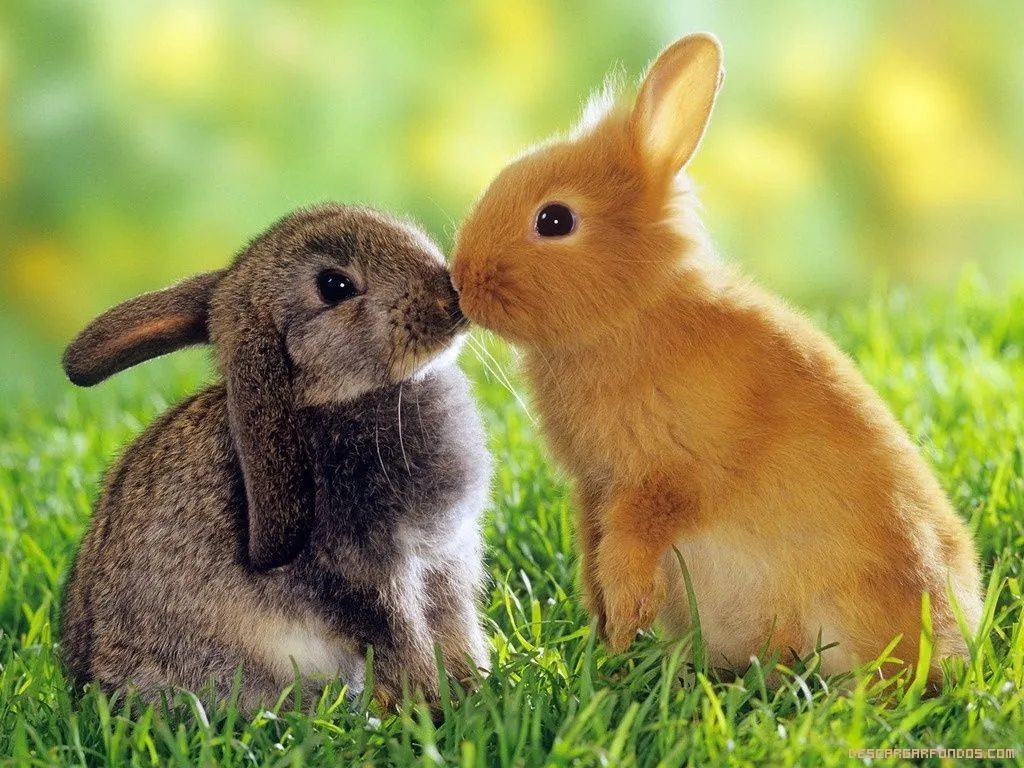 Pareja de conejitos dandose un besito