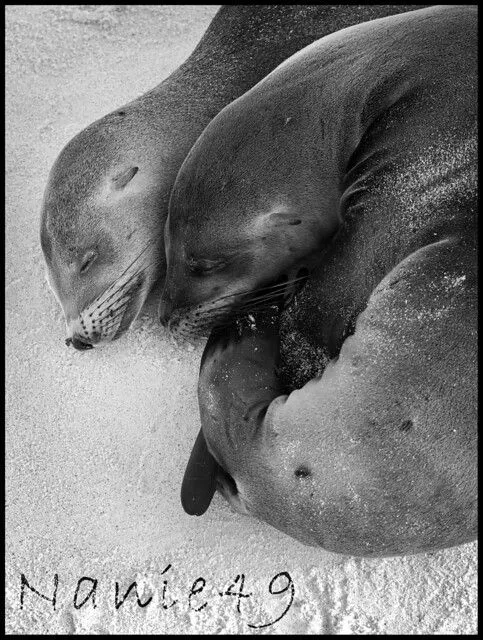 Pareja Lobos de Mar, Bahia Gardner, Galapagos. | Flickr - Photo ...