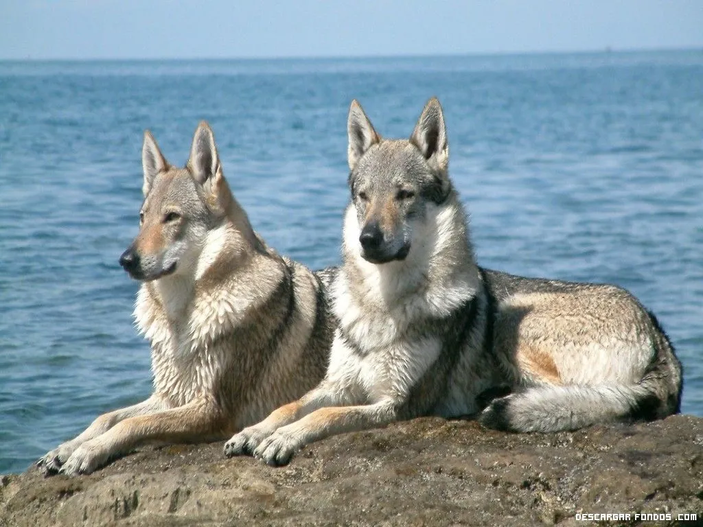 Pareja de lobos en el océano