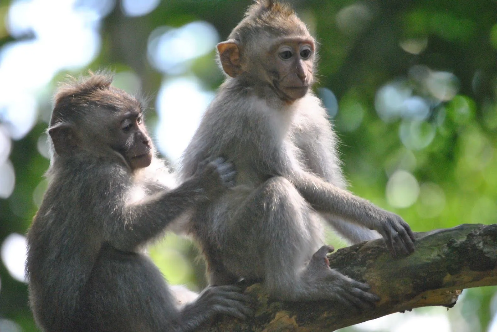 Pareja Nómade: Ubud: una lugar para pasear, vivir y sentir