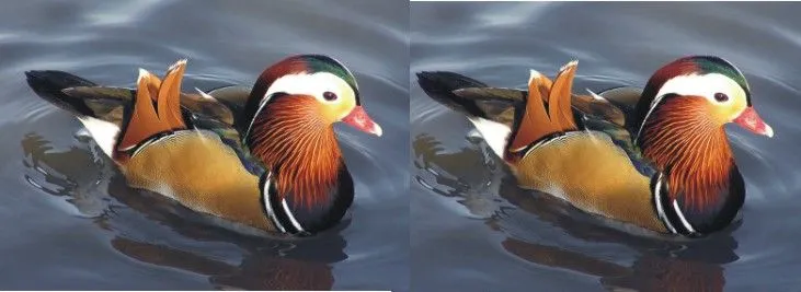 Pareja de patos mandarines | Feng Shui Sol Naciente