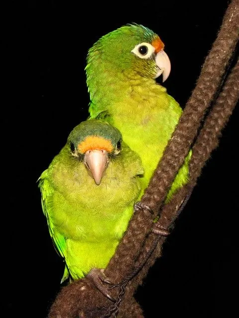 Pareja de Pericos Frentinaranja (Aratinga canicularis) | Flickr ...