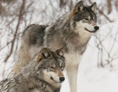 Parejas de lobos imágenes - Imagui