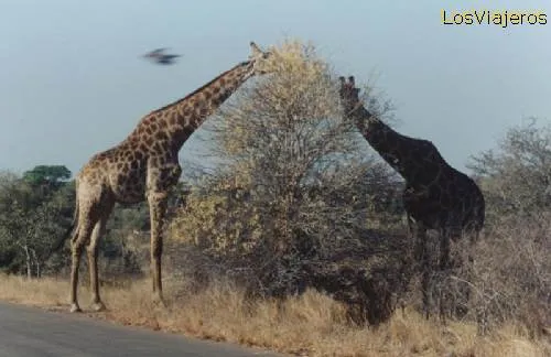 Parque Kruger, jirafas comiendo flores de acacia - Africa del Sur ...