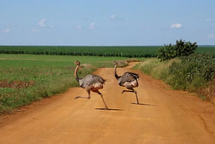 Parque Nacional das Emas | Brazil