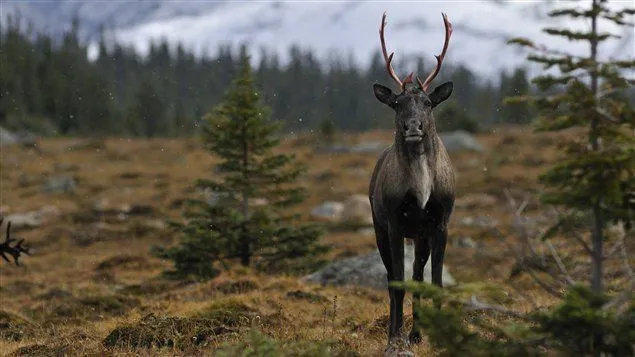 El Parque Nacional Jasper quiere proteger los caribúes