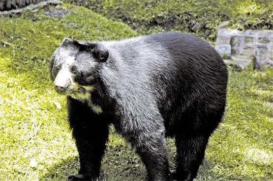 PARQUE NACIONAL "EL TAMA": OSO FRONTINO