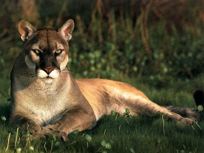 PARQUE NACIONAL "EL TAMA": PUMA O LEON ANDINO