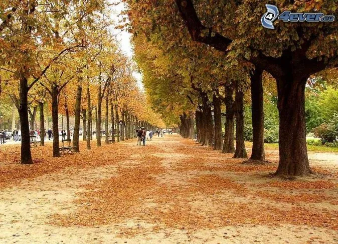 Parque de otoño