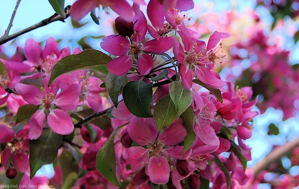 parque con unos preciosos árboles pequeños cubiertos de flores rosas ...