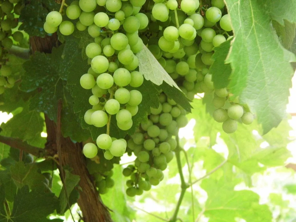 parra de uvas | Cuidar de tus plantas es facilisimo.