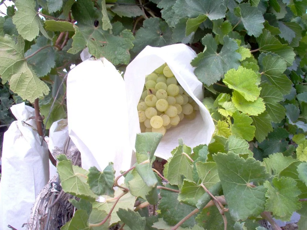 parras uvas (2) | Cuidar de tus plantas es facilisimo.