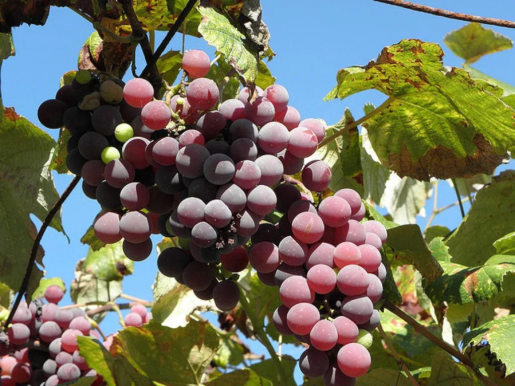 parras de uvas | Cuidar de tus plantas es facilisimo.