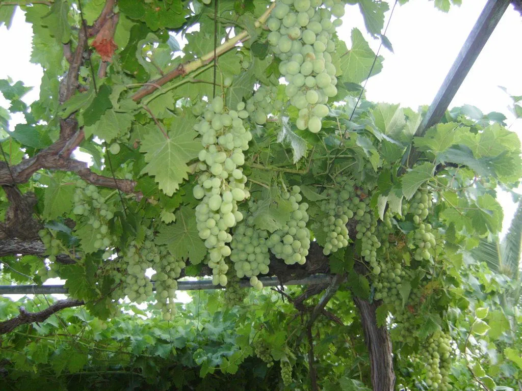 parras de uvas | Cuidar de tus plantas es facilisimo.