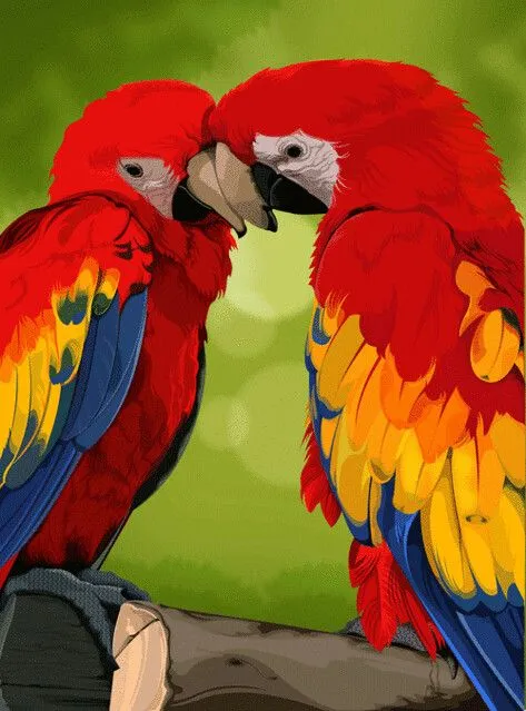 Parrots in love/ Loros enamorados | Flickr - Photo Sharing!