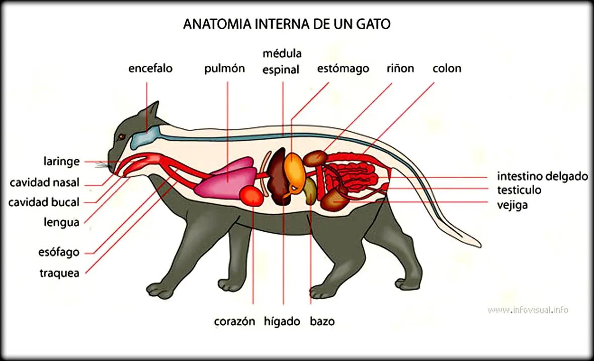 Partes del aparato digestivo del gato - Imagui