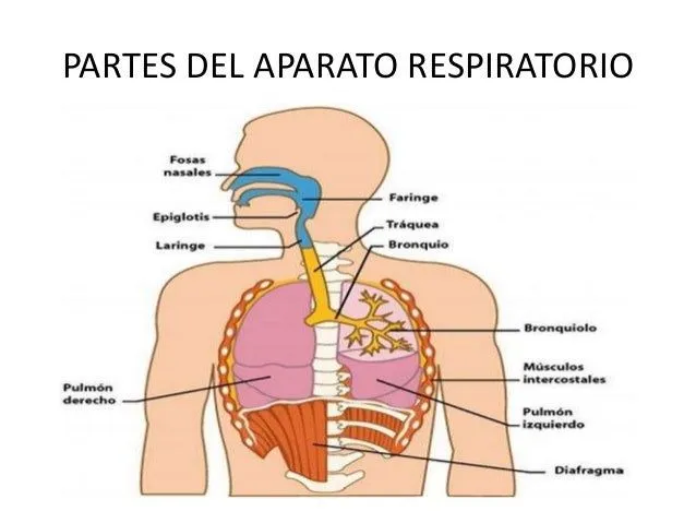 Partes del aparato respiratorio en inglés - Imagui