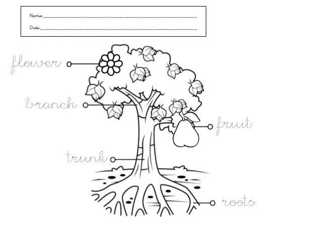 Partes arbol[