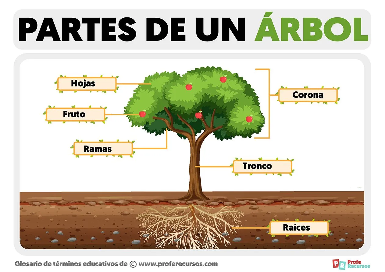 Partes de un Árbol