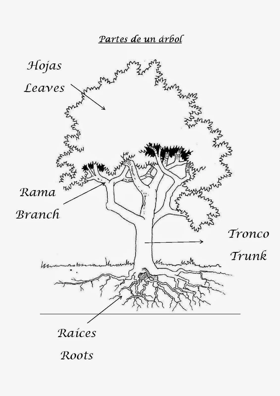 Partes del árbol en español e inglés ~ Aprendiendo con Julia