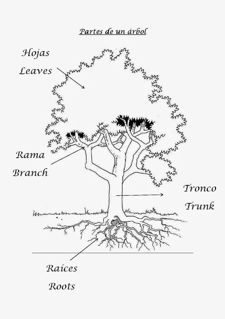 Partes del árbol en español e inglés - Aprendiendo con Julia