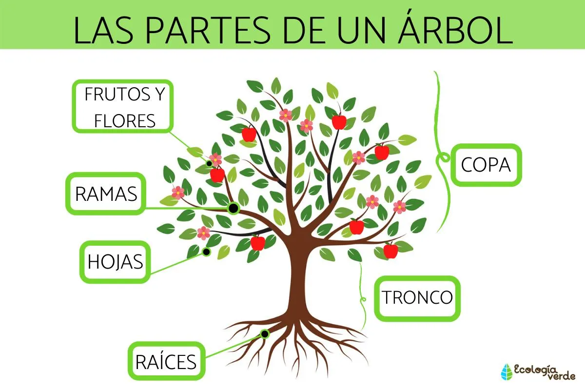 PARTES de un ÁRBOL y sus funciones - Resumen con esquema