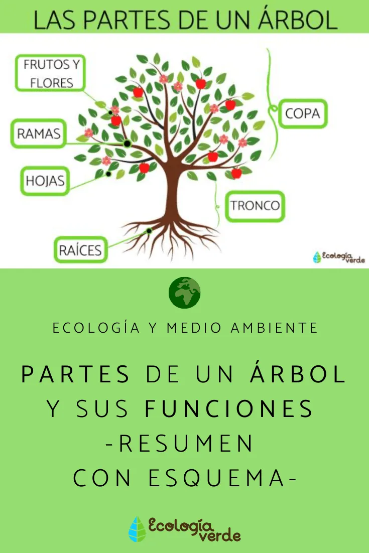 PARTES de un ÁRBOL y sus funciones - Resumen con esquema | Partes del arbol,  Caracteristicas de los animales, Salud y medio ambiente