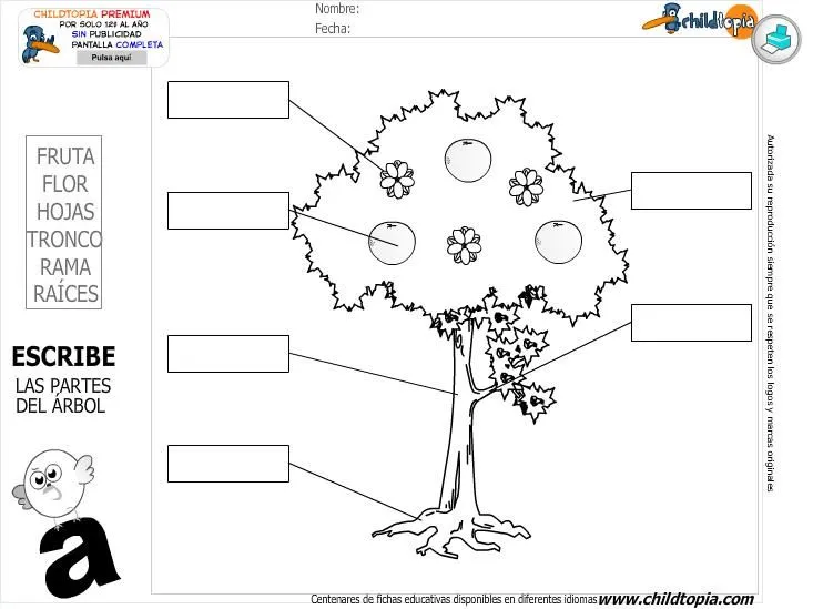 Las partes del arbol - Imagui