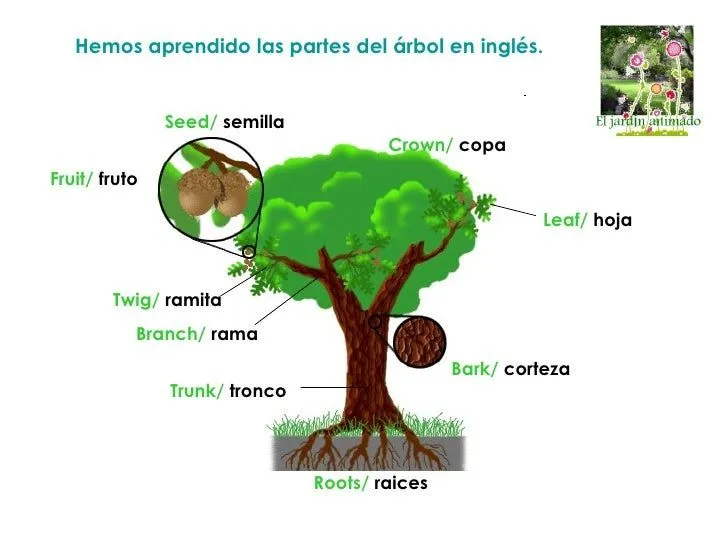 Partes de un arbol en inglés - Imagui