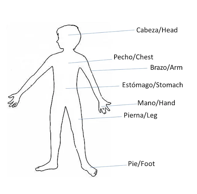 Partes del brazo en inglés - Imagui