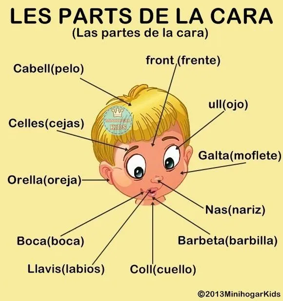 Partes de la Cabeza y Cara en Español e Ingles y su pronunciación ...