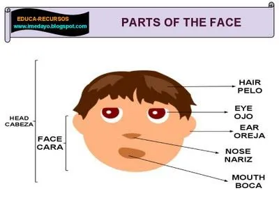 Partes de la Cabeza y Cara en Español e Ingles y su pronunciación ...